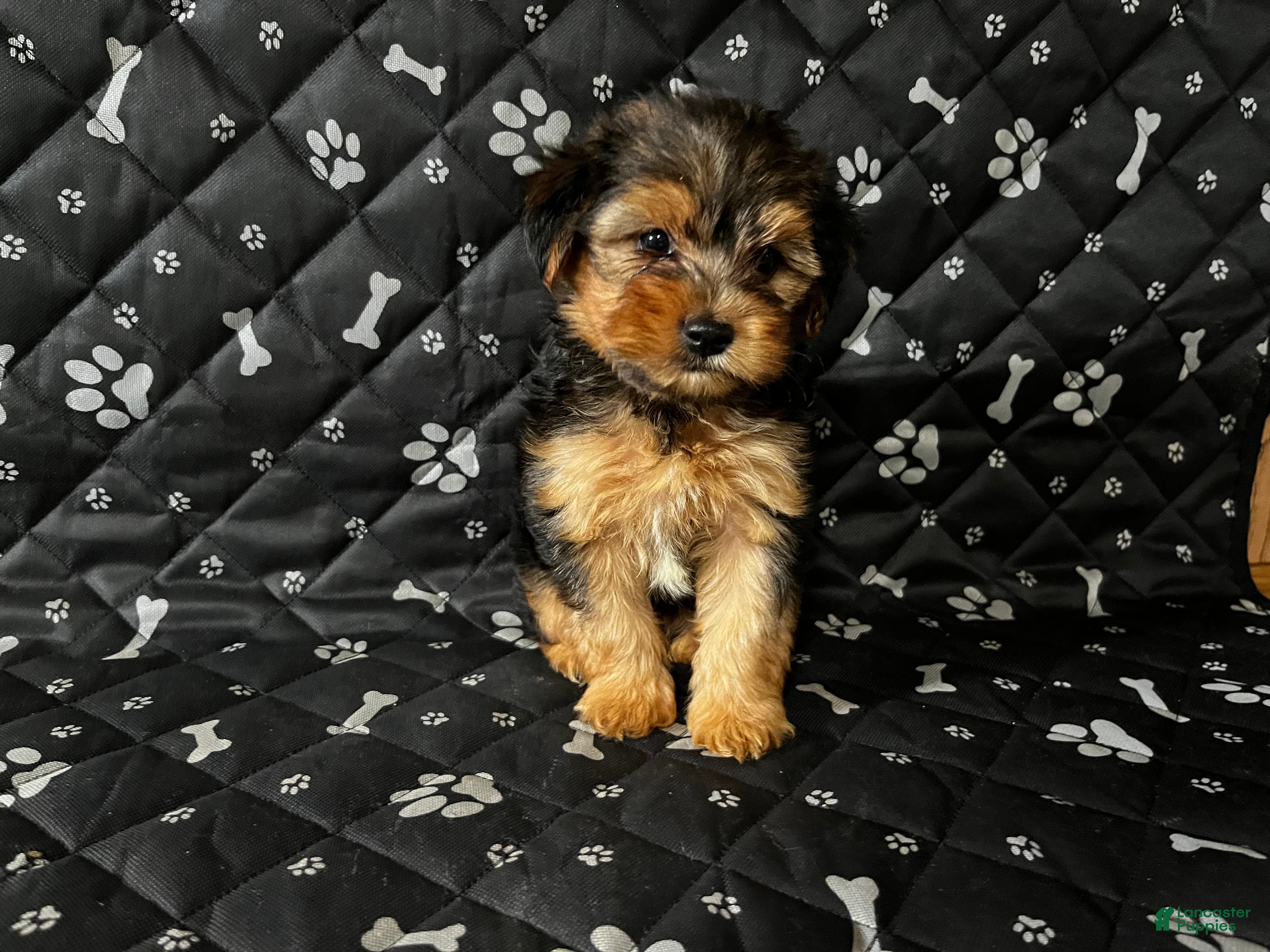 Yorkshire Terrier dogs Yorkshire Terrier 1 - Ad 5