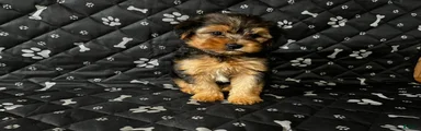 Yorkshire Terrier 1