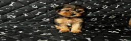 Yorkshire Terrier dogs for sale: Yorkshire Terrier 1 - Ad 1