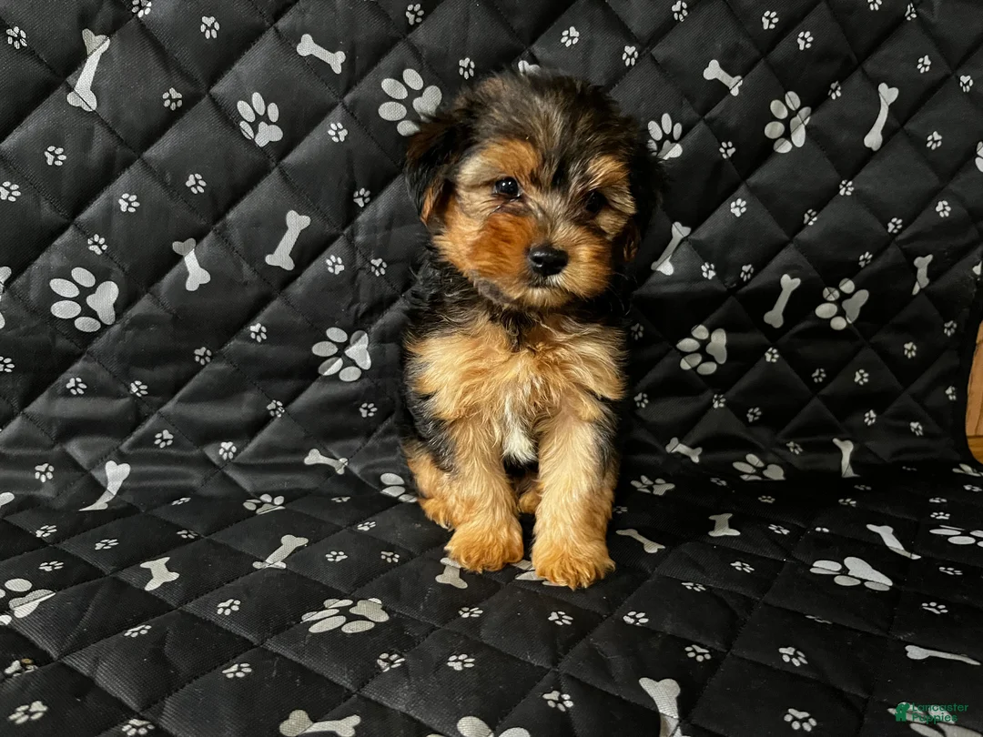 Yorkshire Terrier dogs for sale: Yorkshire Terrier 1 - Ad 1