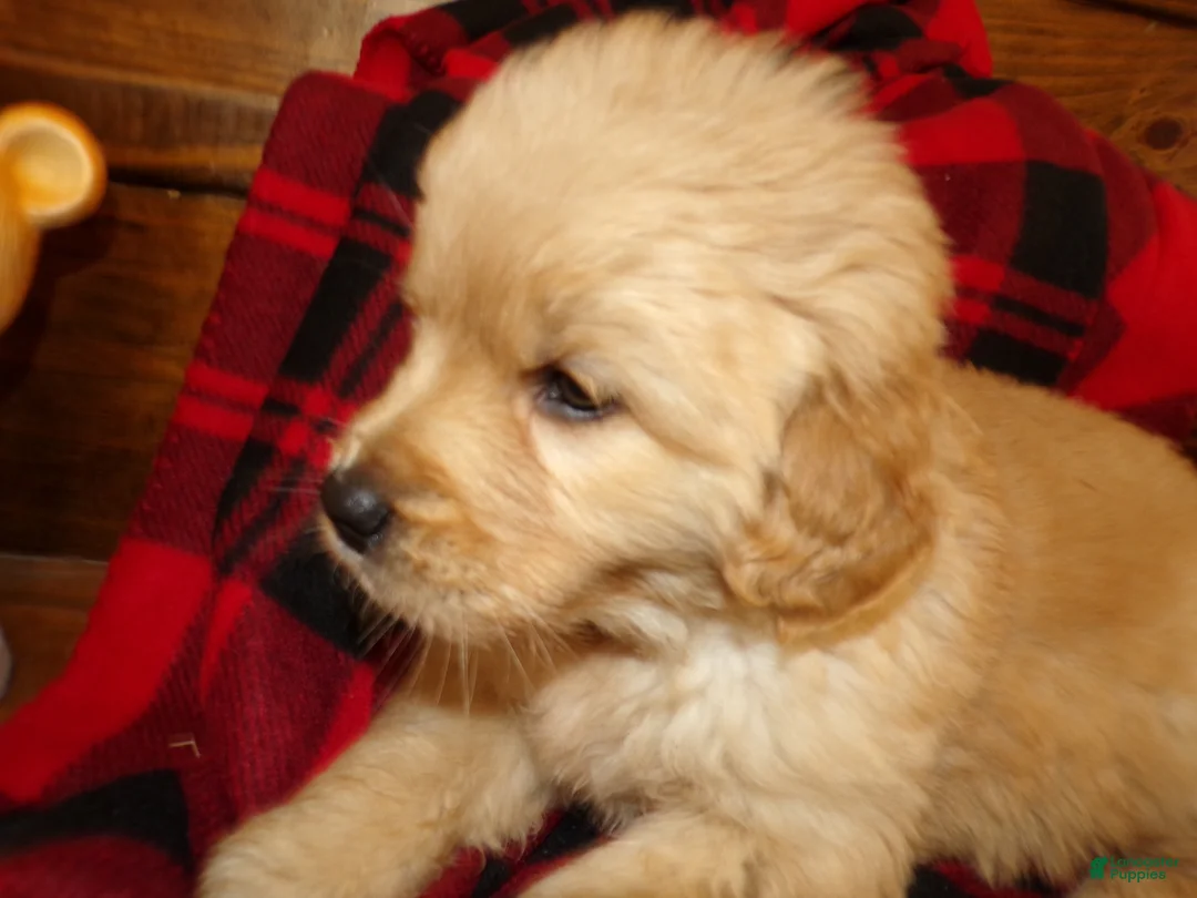 Golden Retriever dogs for sale: Golden Retriever Puppy 3 Duffy - Ad 4