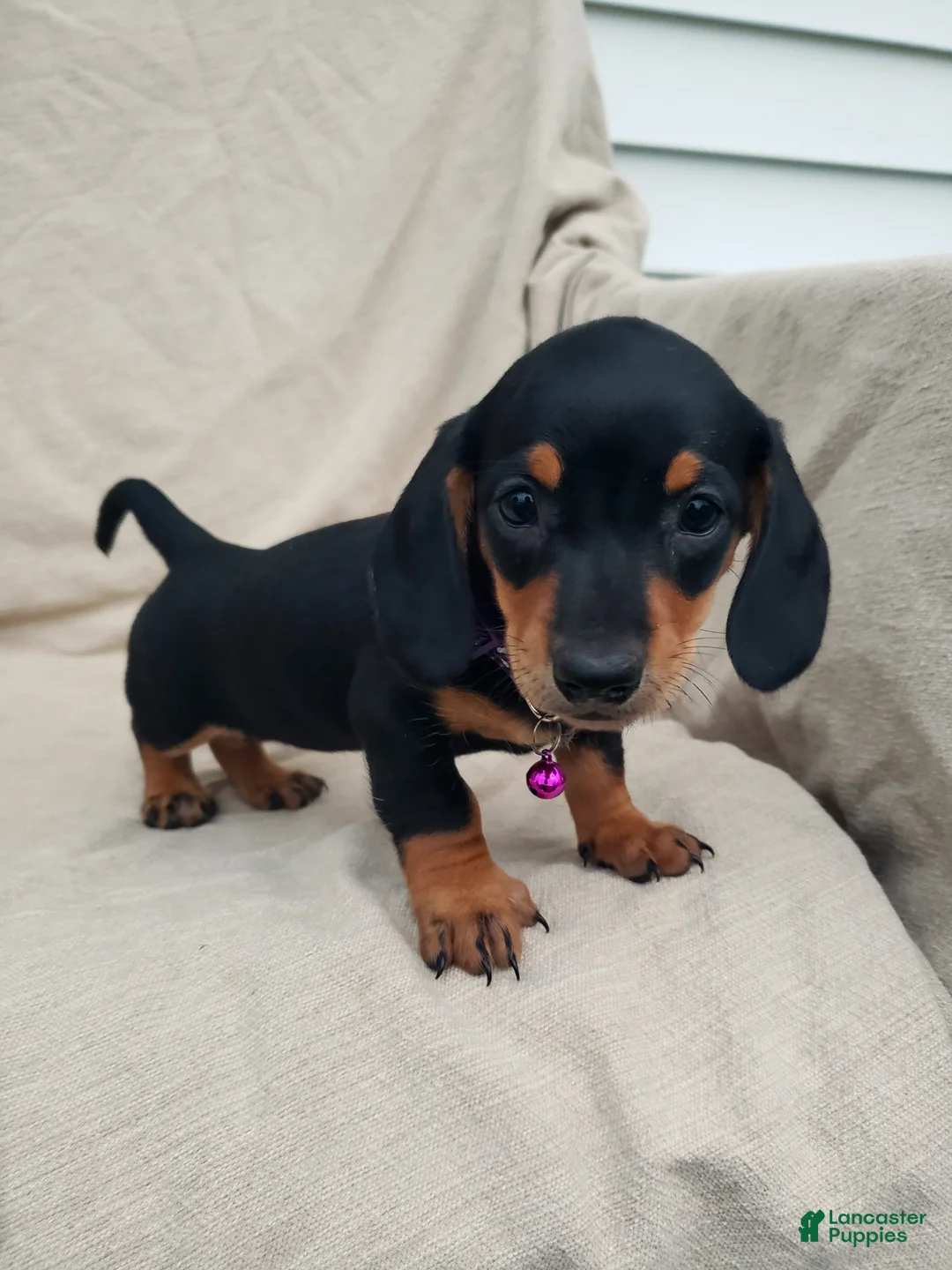 Miniature Dachshund dogs for sale: PRINCESS - Ad 1