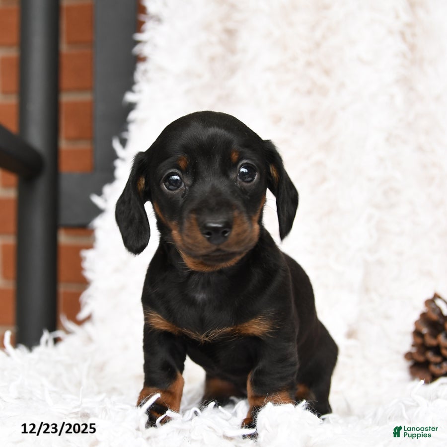 Miniature Dachshund dogs Sundae - Ad 42