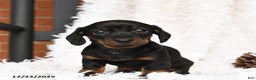 Miniature Dachshund dogs for sale: Sundae - Ad 1