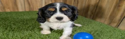 Cavalier King Charles Spaniel dogs for sale: Bessie Boy 1 - Ad 2