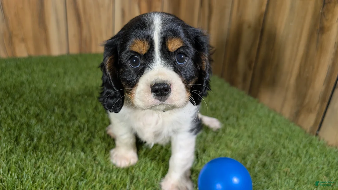Cavalier King Charles Spaniel dogs for sale: Bessie Boy 1 - Ad 2