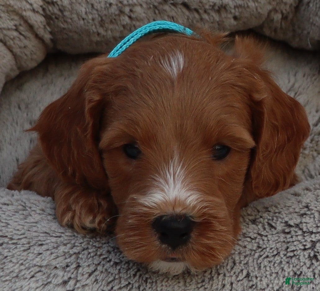 Mini Goldendoodle dogs Manny 💙 GenClearParents - Ad 1