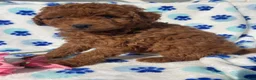 Mini Goldendoodle dogs for sale: Jade - Ad 4