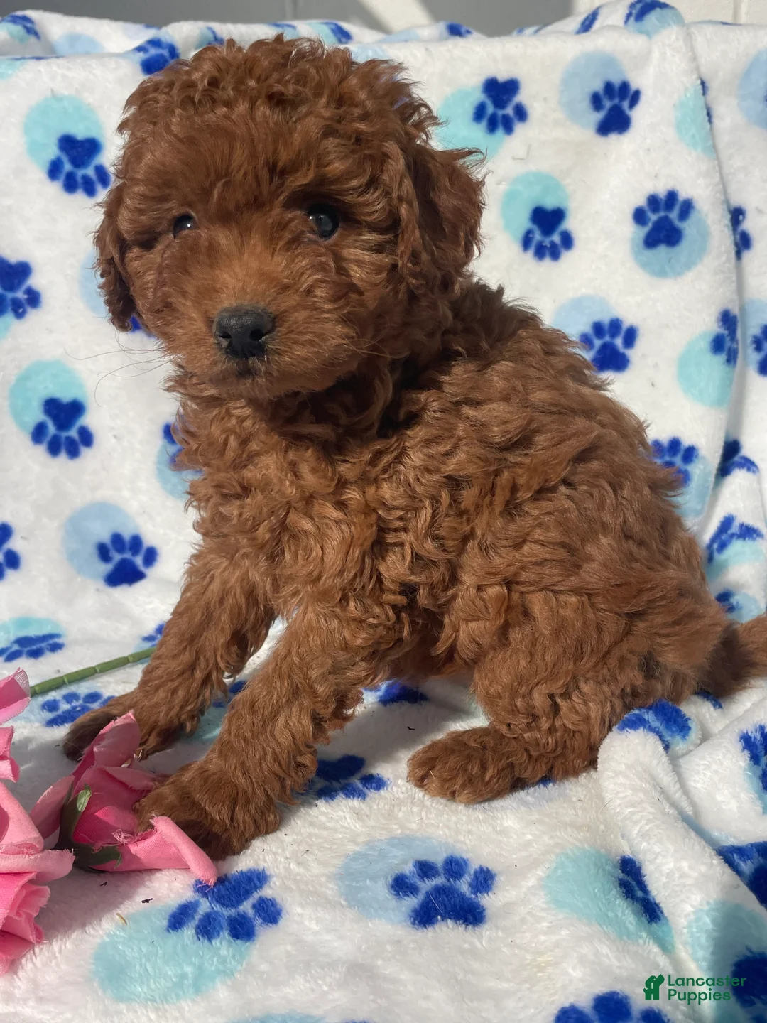 Mini Goldendoodle dogs for sale: Jade - Ad 4