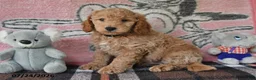 Mini Goldendoodle dogs for sale: Cody - Ad 5