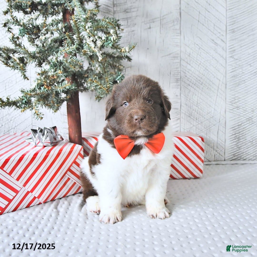 Newfoundland dogs for sale: Boomer - Ad 2