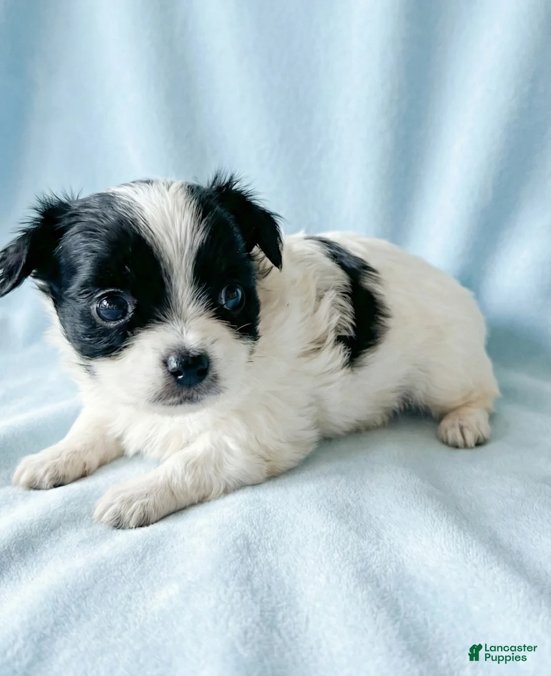 Mixed Breed dogs for sale: Edward - Ad 3