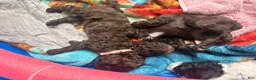 Standard Poodle dogs for sale: Pink collar - Ad 6