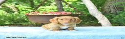 Miniature Dachshund dogs for sale: Percy - Ad 3
