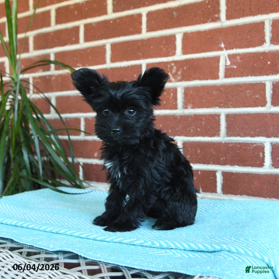 Yorkshire Terrier dogs Luna - Ad 2