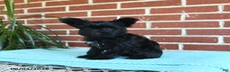 Yorkshire Terrier dogs for sale: Luna - Ad 8