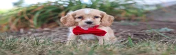 Cocker Spaniel dogs for sale: Boone - Ad 10