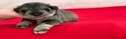 Miniature Schnauzer dogs for sale: Gypsy Male 4 - Ad 3