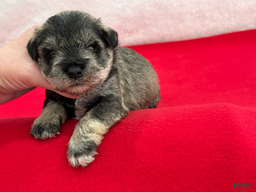 Miniature Schnauzer dogs for sale: Gypsy Male 4 - Ad 3