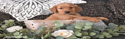 Golden Retriever dogs for sale: Kacey - Ad 1
