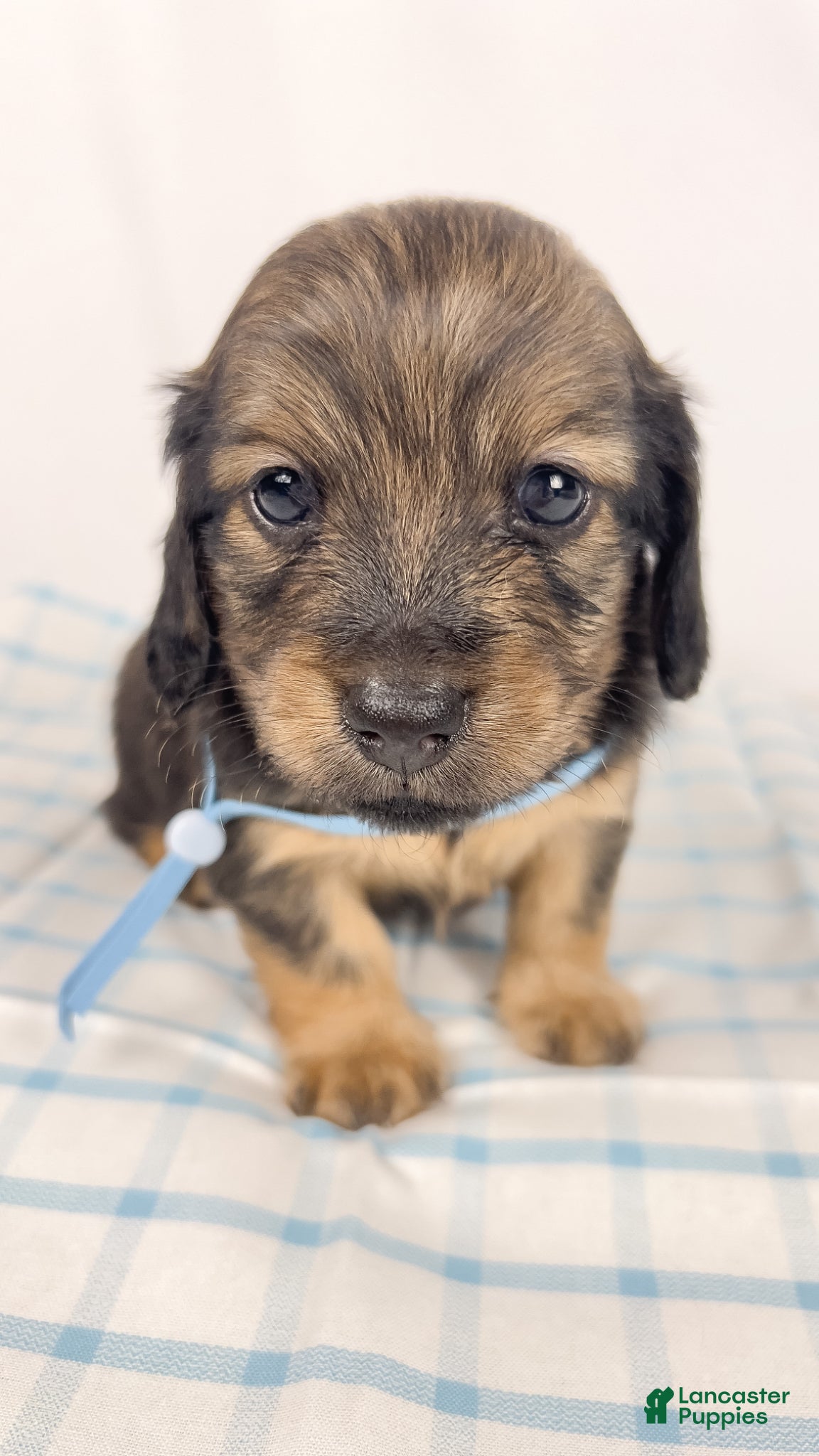 Miniature Dachshund dogs Coca-cola - Ad 18