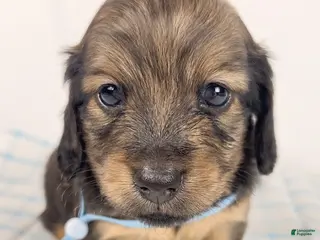 Miniature Dachshund dogs Coca-cola - Ad 18