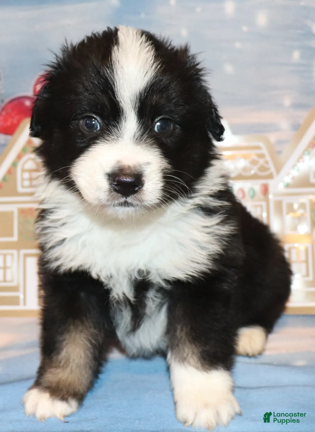 Miniature Australian Shepherd dogs for sale: Theo - Ad 3