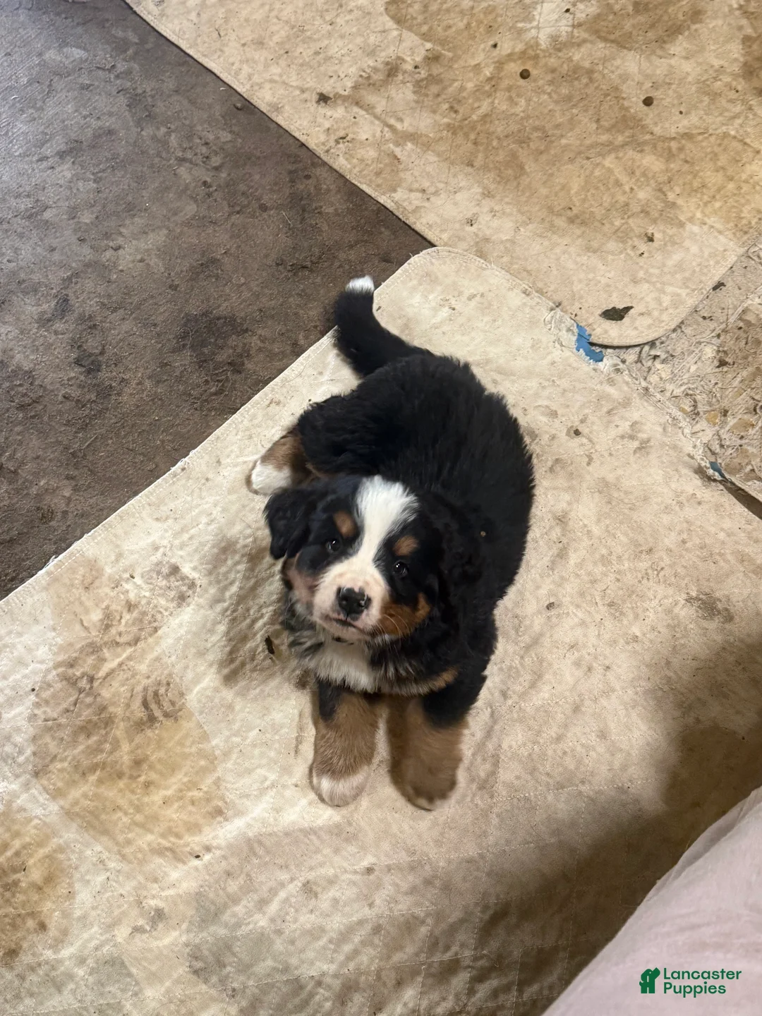 Bernese Mountain Dog dogs for sale: Dublin - Ad 2