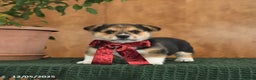 Welsh Corgi Pembroke dogs for sale: Gus - Ad 1