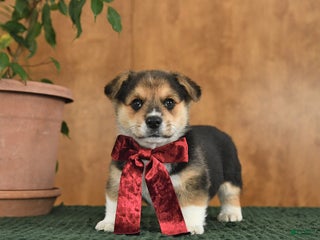 Welsh Corgi Pembroke dogs Gus - Ad 16