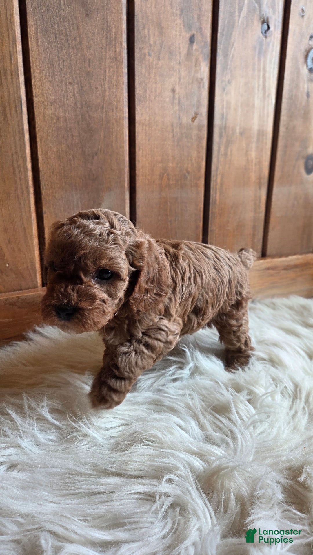 Cavapoo dogs for sale: River - Ad 5