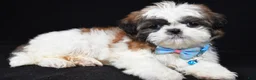 Shih Tzu dogs for sale: Travis - Ad 1