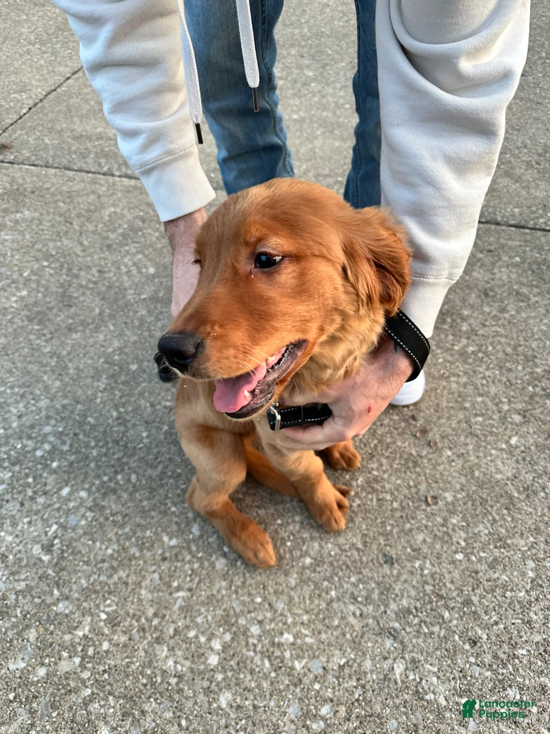 Golden Retriever dogs for sale: Golden Retriever Puppy 1 - Ad 3