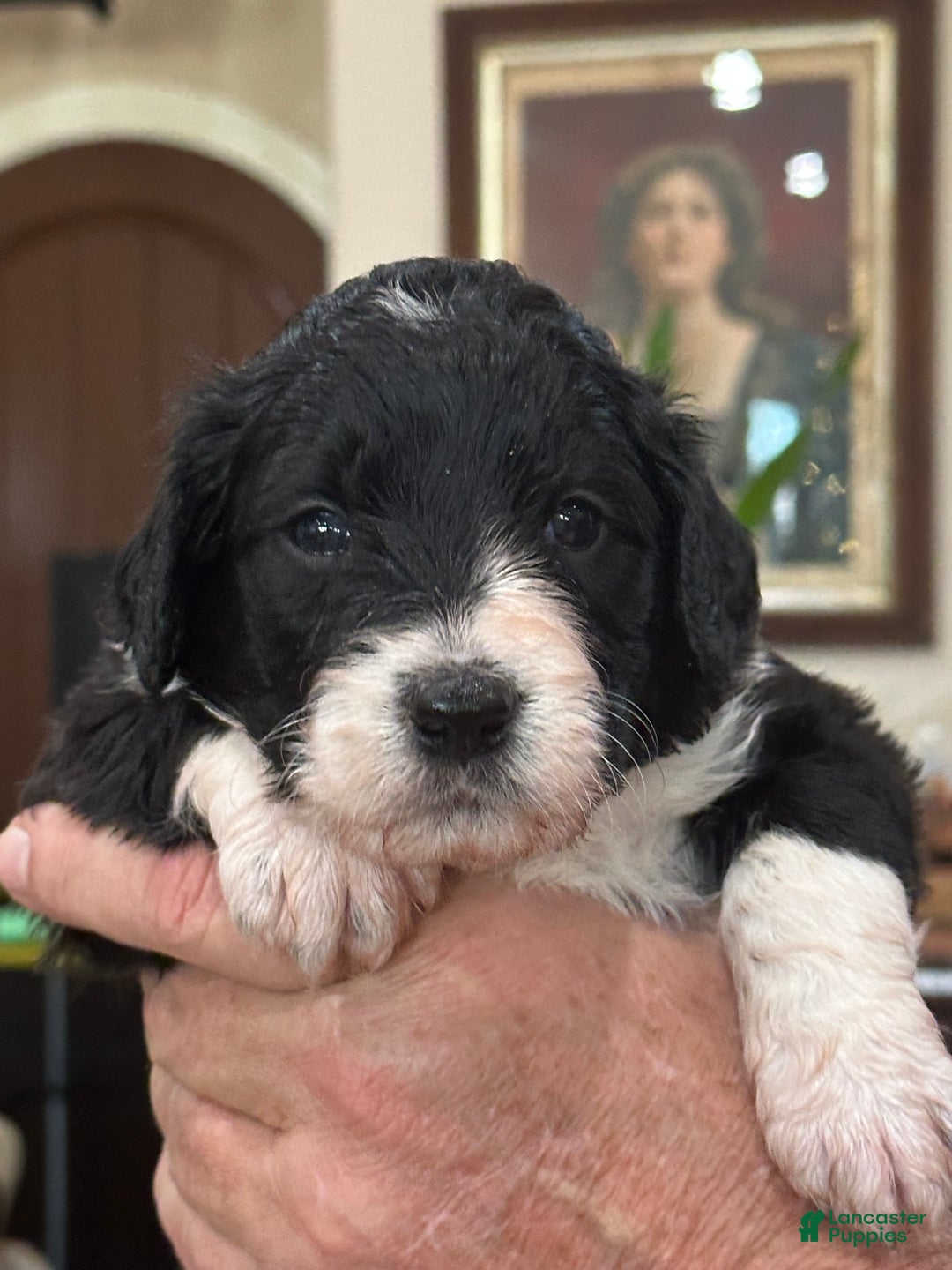 Mixed Breed dogs for sale: Female # 1 English Shepherd Doodle - Ad 2