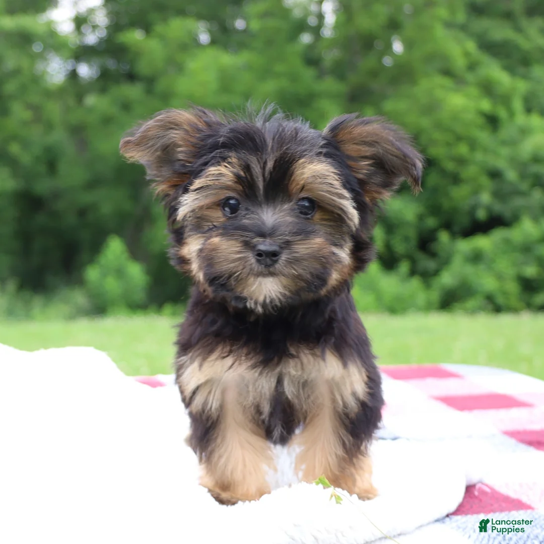 Morkie dogs for sale: Pepper - Ad 2