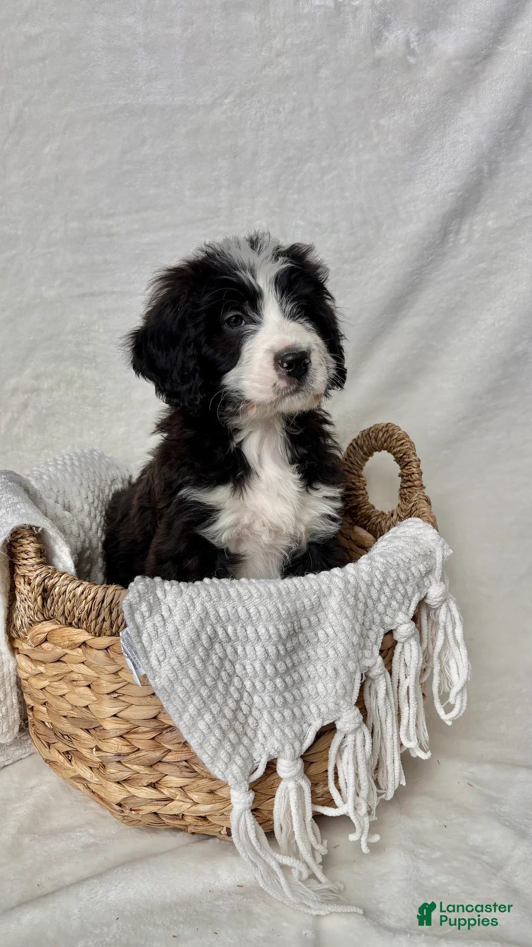 Bernedoodle dogs for sale: Milo - Ad 6