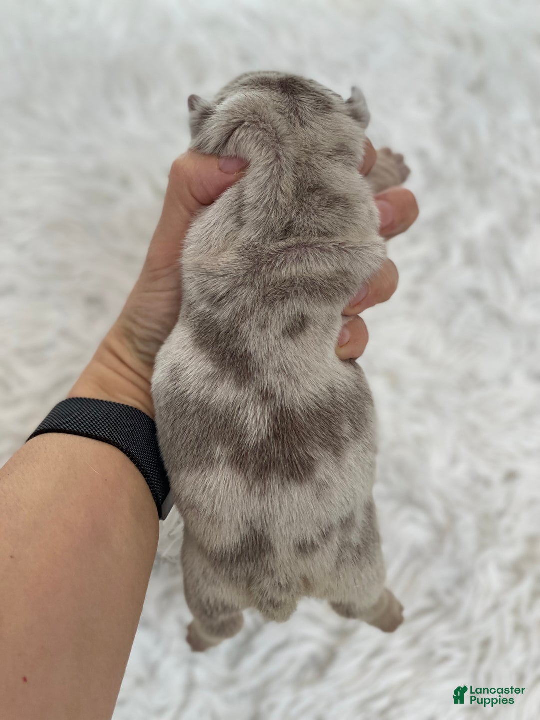 English Bulldog dogs for sale: Emma - Ad 3