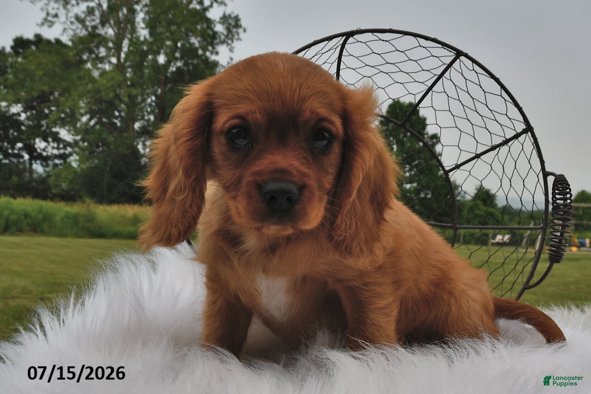 Beaglier dogs Copper - Ad 2