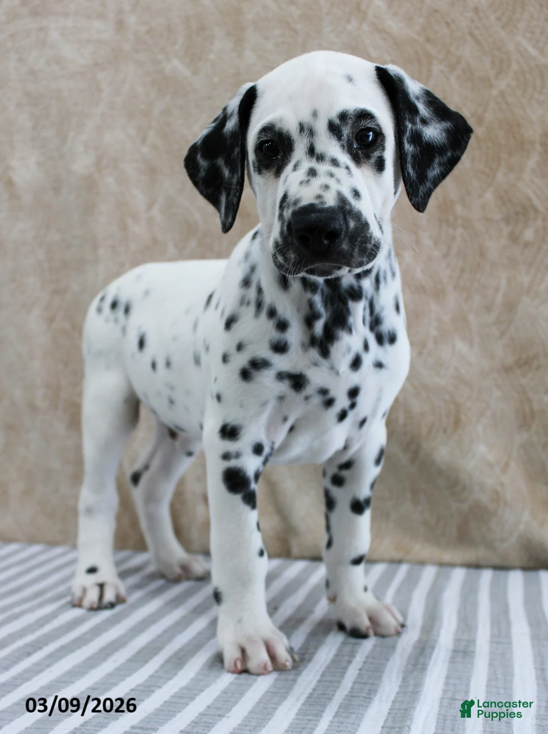 Dalmatian dogs for sale: Hudson - Ad 5