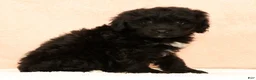 Mini Aussiedoodle dogs for sale: Molly - Ad 5