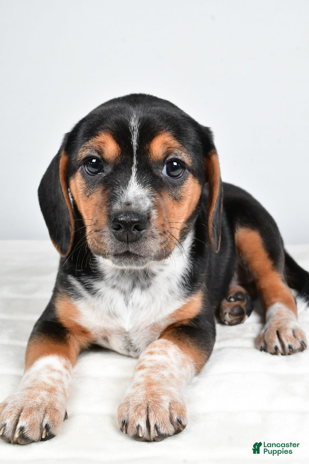 Beagle dogs for sale: Ann - Ad 4