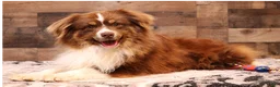 Toy Australian Shepherd dogs for sale: Cowboy blue merle - Ad 4