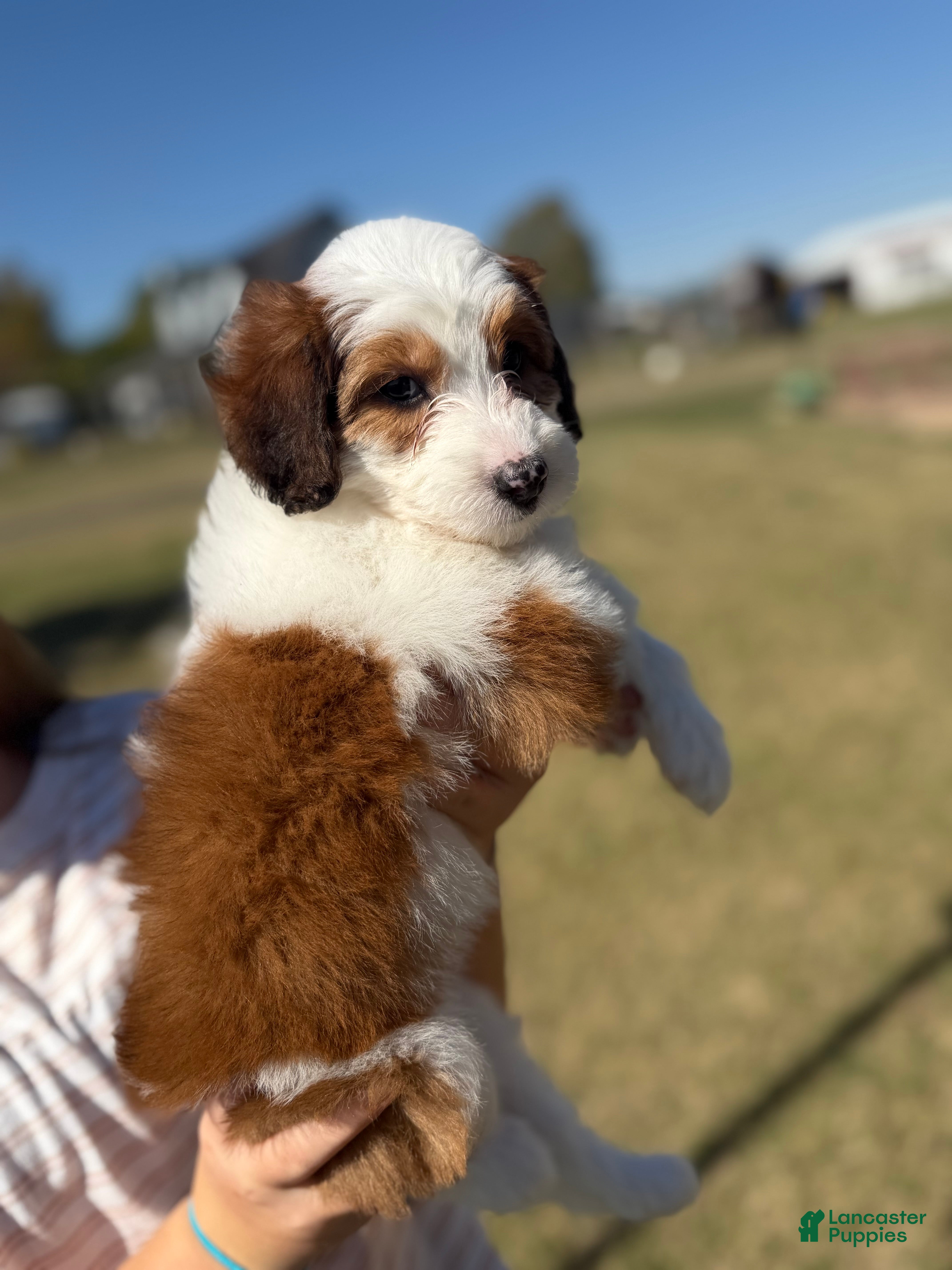 Mixed Breed dogs for sale: Bambi - Ad 25