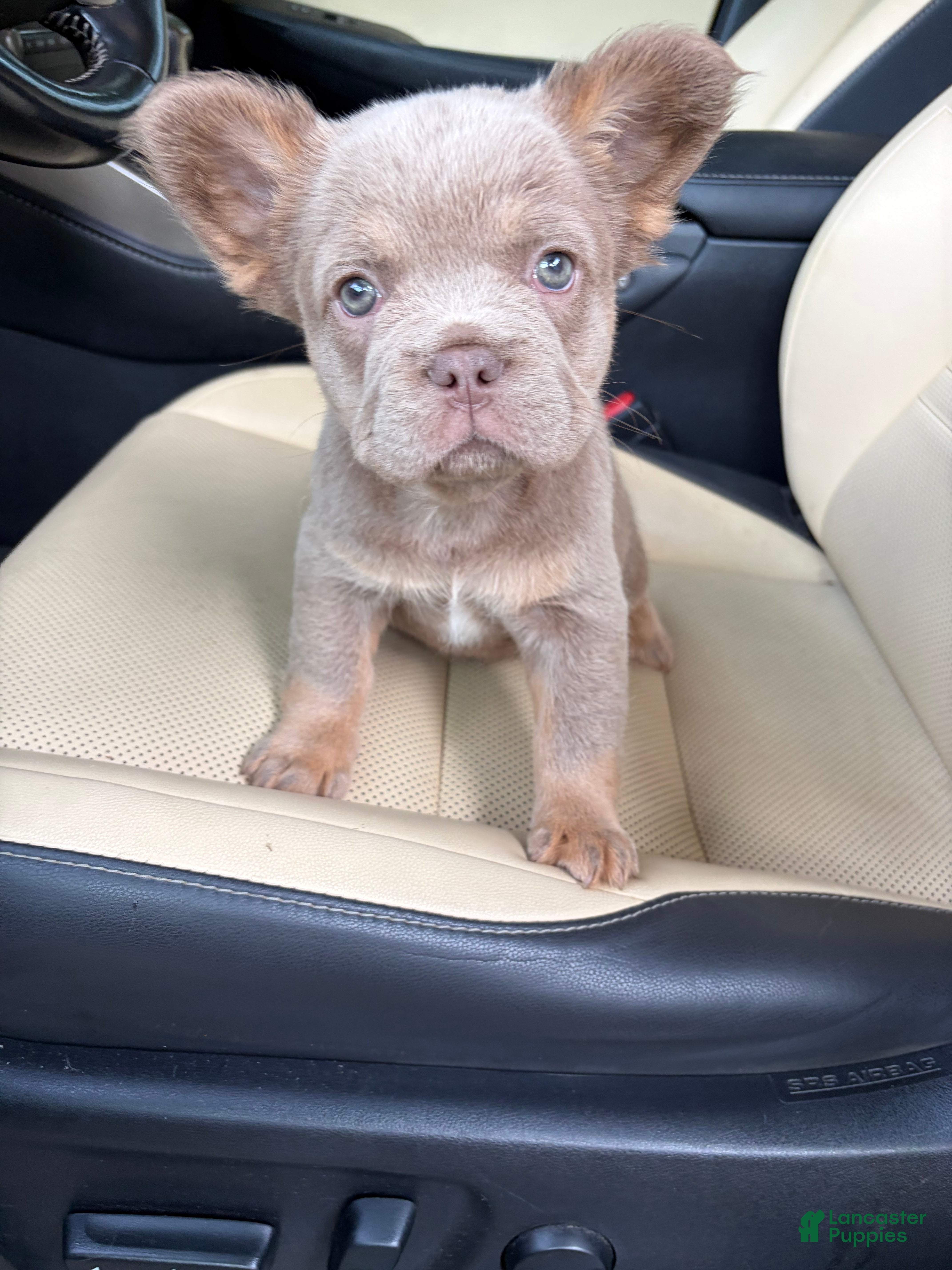 French Bulldog dogs for sale: French Bulldog 5 - Ad 3