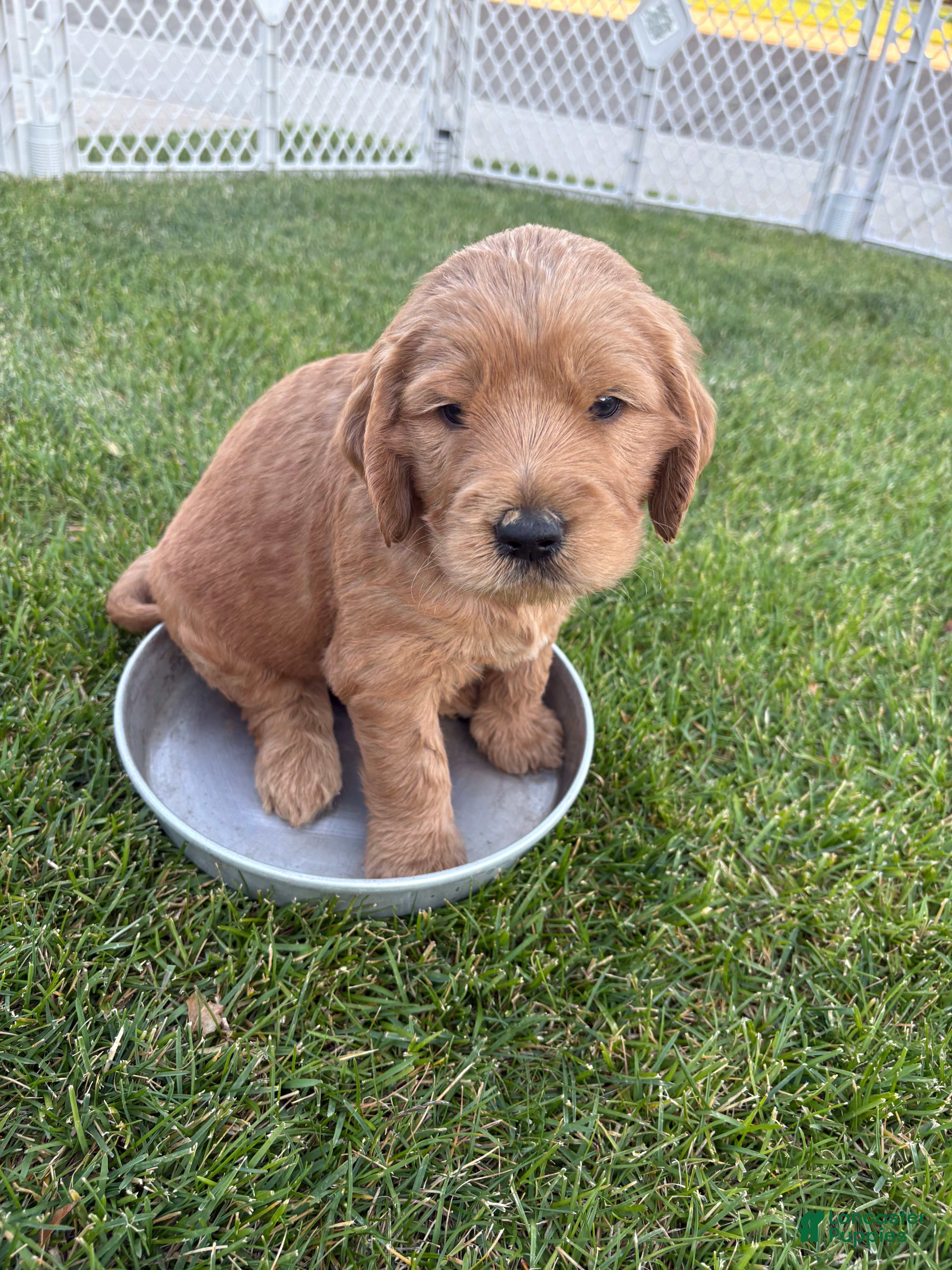 Goldendoodle dogs Peanut  - Ad 2