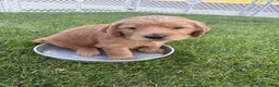 Goldendoodle dogs for sale: Peanut  - Ad 2