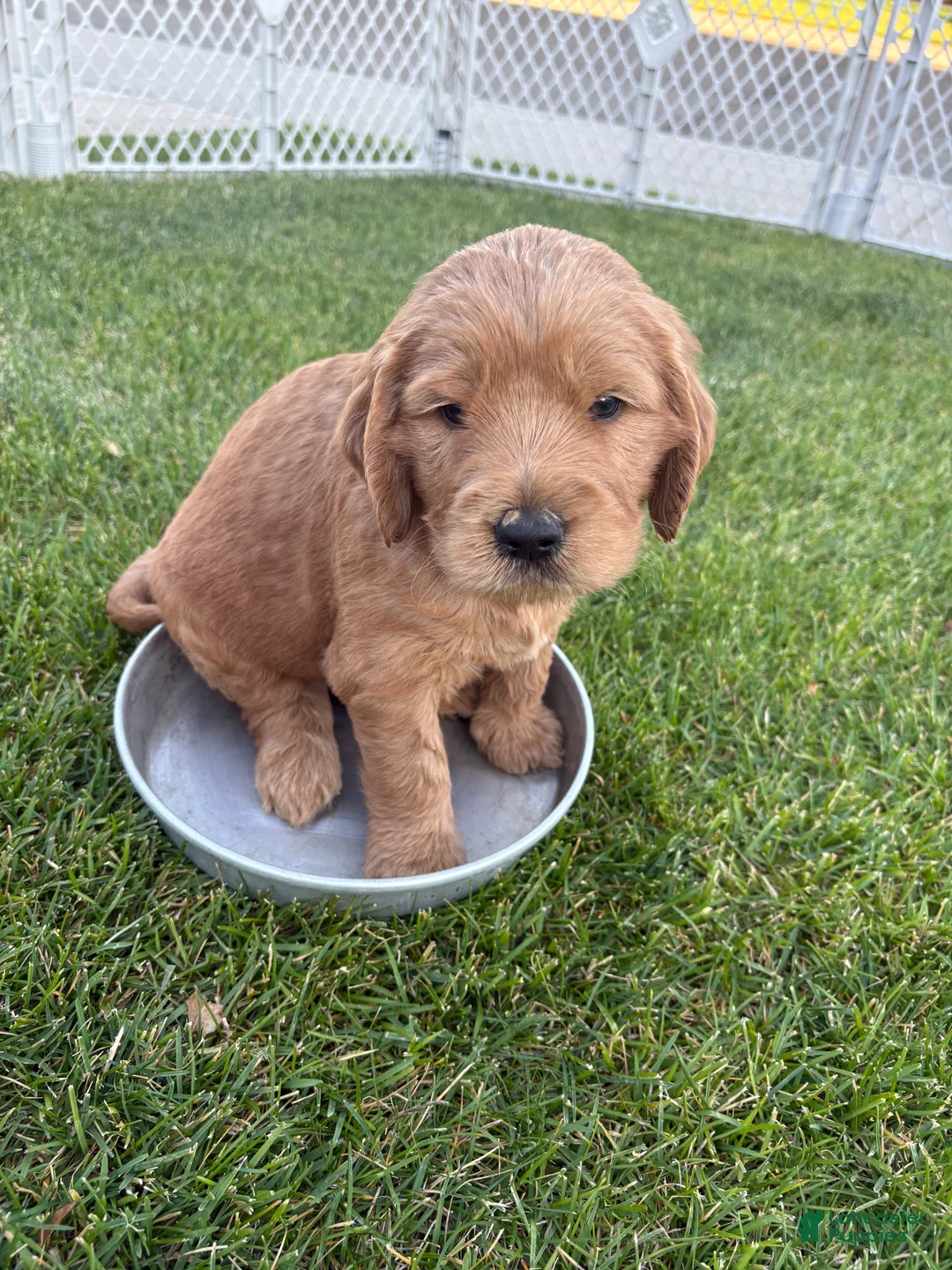 Goldendoodle dogs for sale: Peanut  - Ad 2