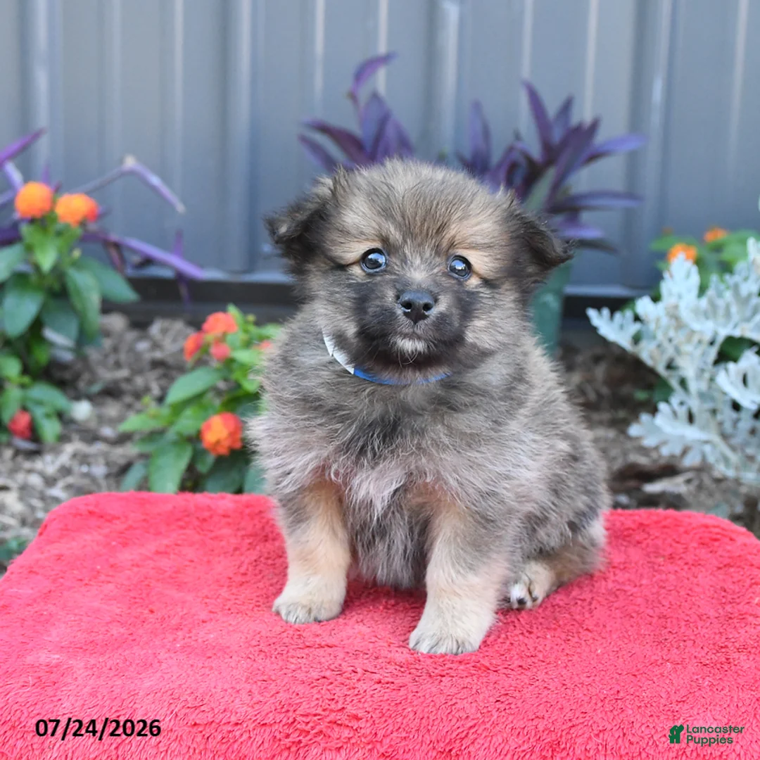 Pomeranian dogs for sale: Hudson - Ad 1