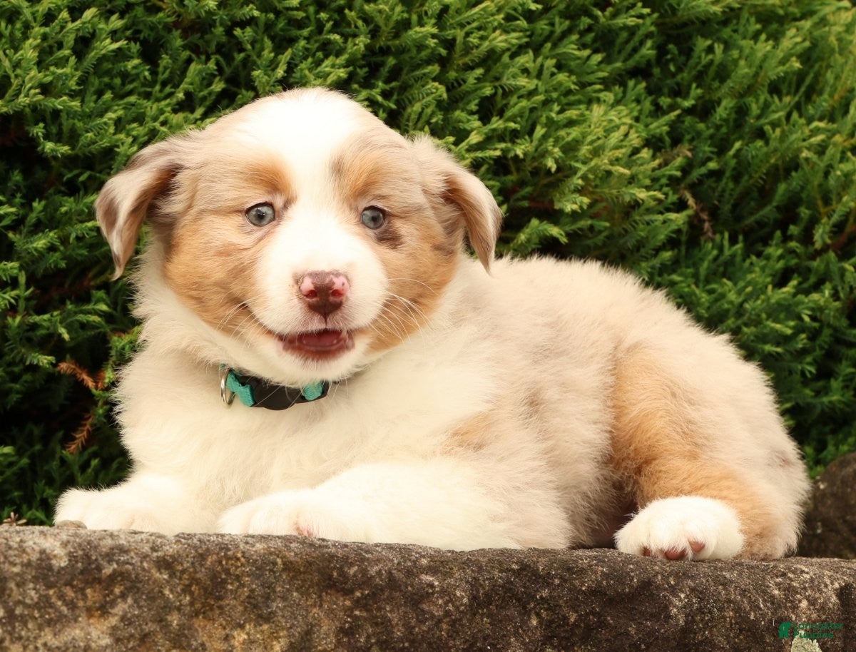 Miniature Australian Shepherd dogs Fifi - Ad 2