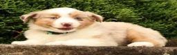 Miniature Australian Shepherd dogs for sale: Fifi - Ad 2